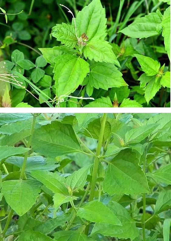 Cây cỏ lào tươi 1kg