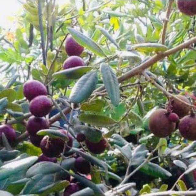 CÂY GIỐNG NHÃN XUỒNG TÍM (giao siêu nhanh cam kết chất lượng)