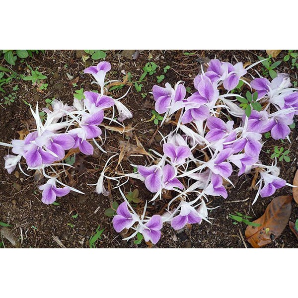 địa lan tam thất nam