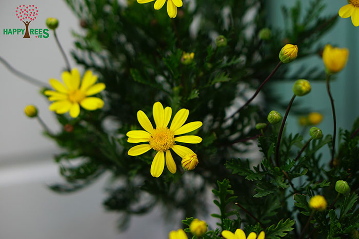 Chậu cây hoa cúc thân gỗ (cúc trường thọ - cúc vạn niên) trưởng thành - cây to - giống cây lâu năm