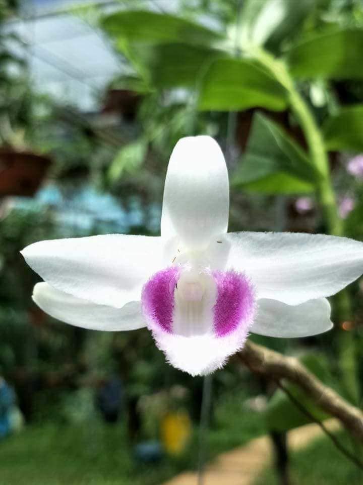 Lan phi điệp, lan ĐỘT BIẾN 5 cánh trắng HIỂN OANH (HO)