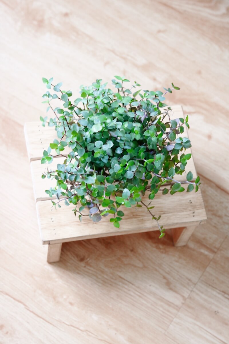 Cây Callasia repens - Cây Tổ Ong (chậu treo hoặc chậu đất nung)