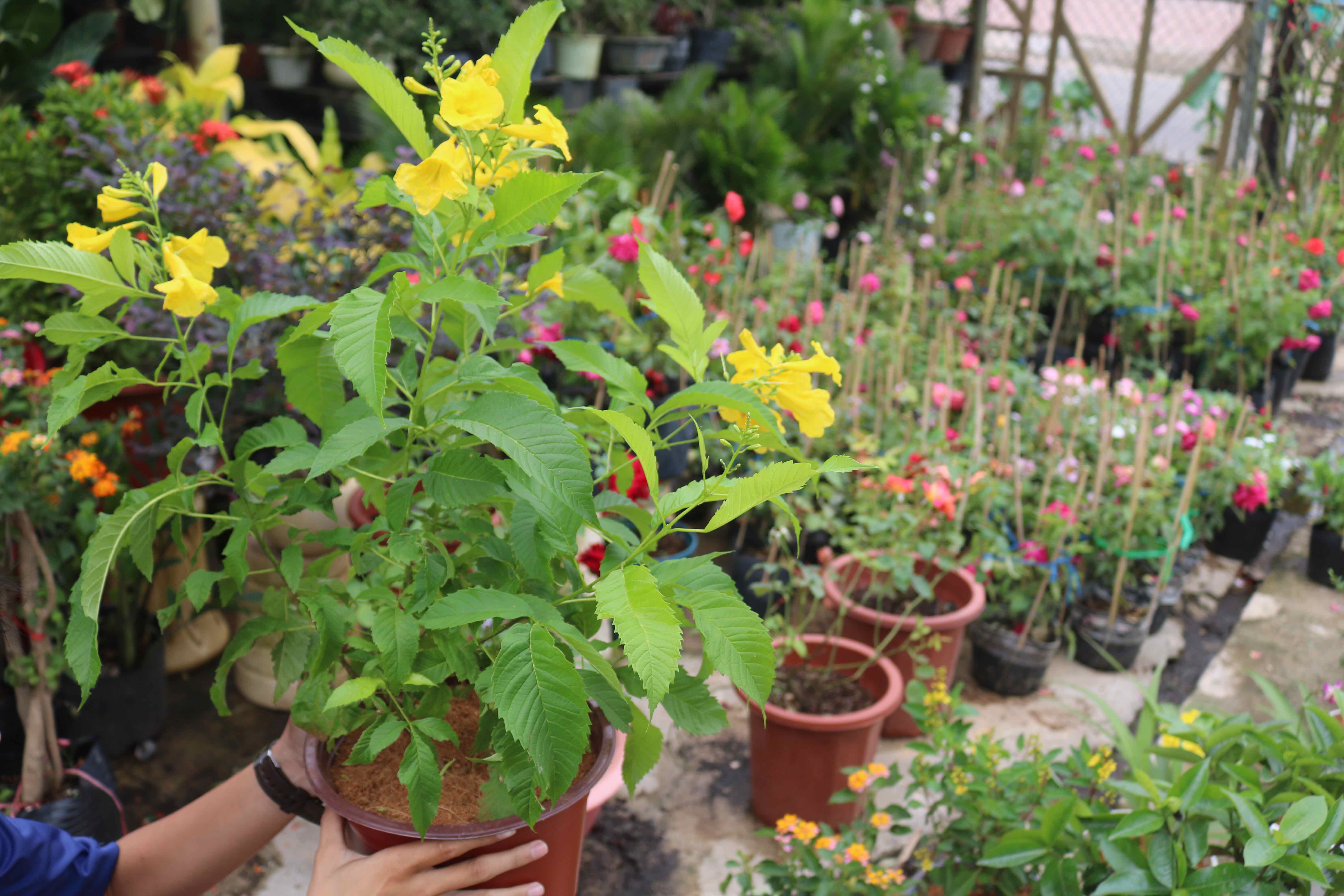 Cây hoa Hoàng Yến
