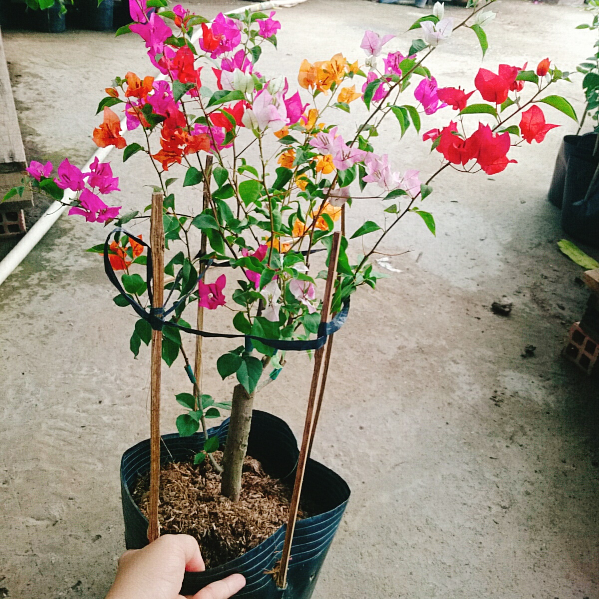Cây Hoa Giấy Ngũ Sắc (Chuẩn đẹp 100%) - cây cảnh để bàn