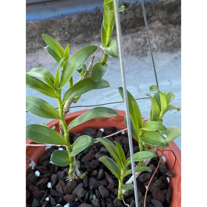Lan phi điệp 5 cánh trắng HO ươm kie
