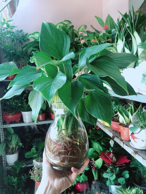 Chậu Cây Thanh Tâm Thuỷ Sinh