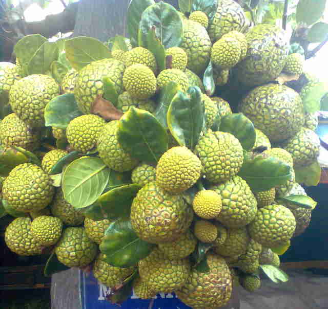 Cây Giống Mít mơ