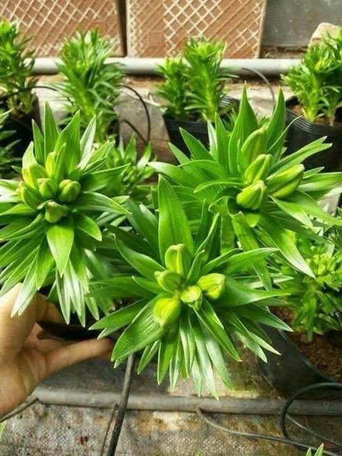 10 củ hoa ly lùn đủ màu củ có mầm đẹp