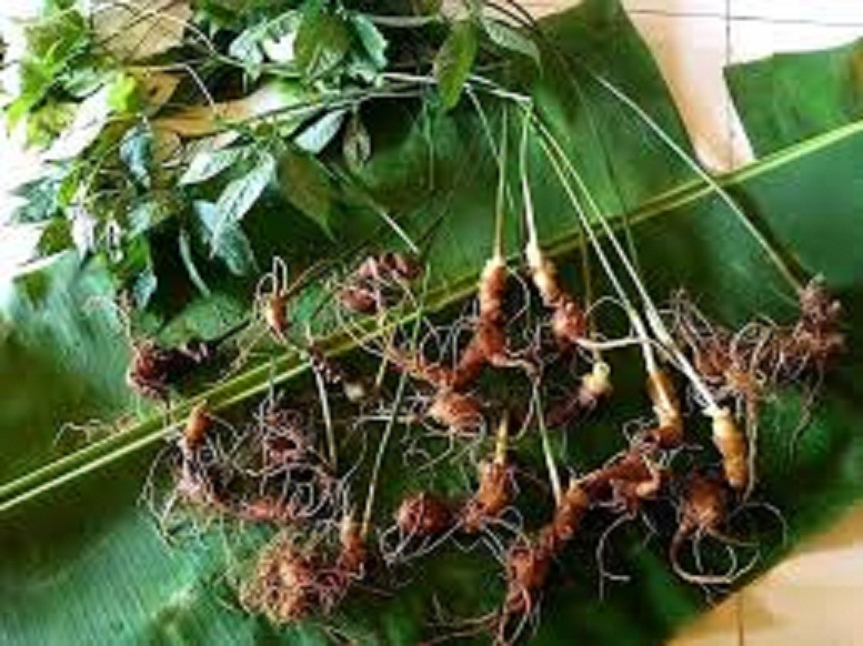 CÂY GIỐNG SÂM NGỌC LINH