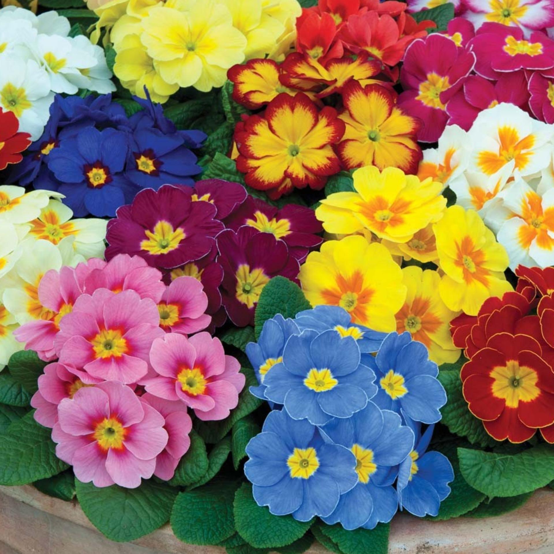 50 Hạt giống Báo xuân mix