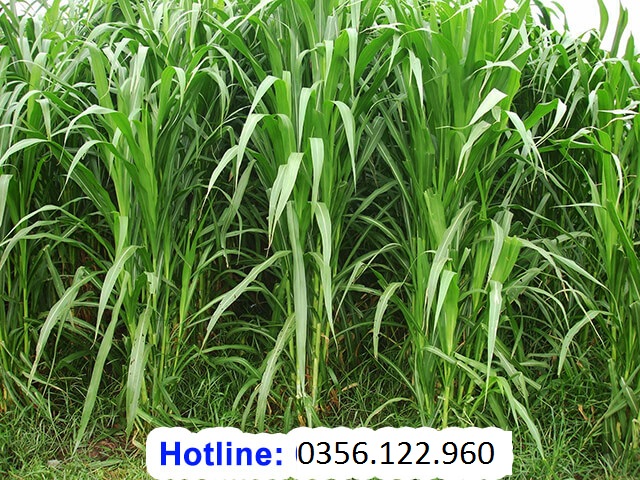 100g hạt giống cỏ voi Lai F1 lá không lông