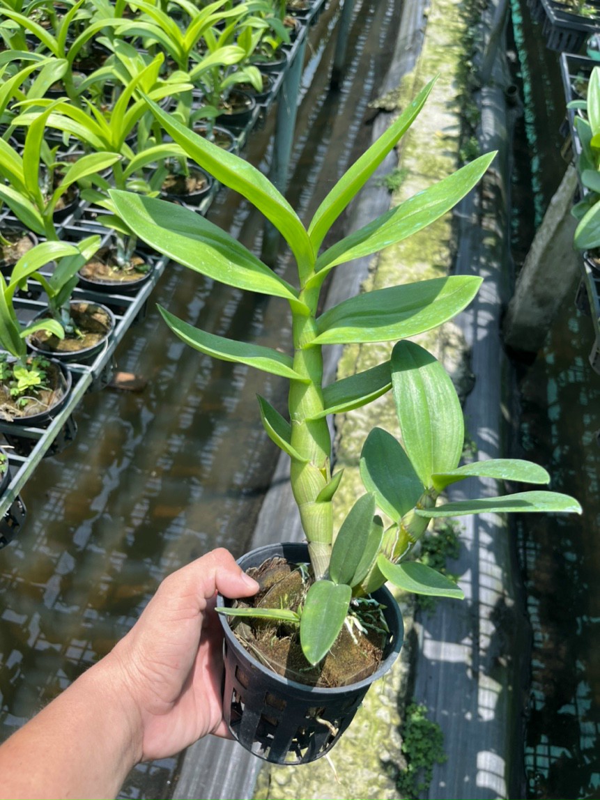 HOA LAN ĐỒNG TIỀN PASTER
