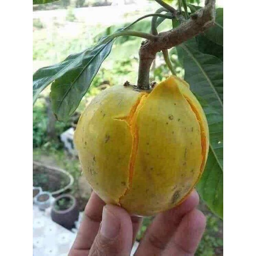 CÂY TRỨNG GÀ GIỐNG