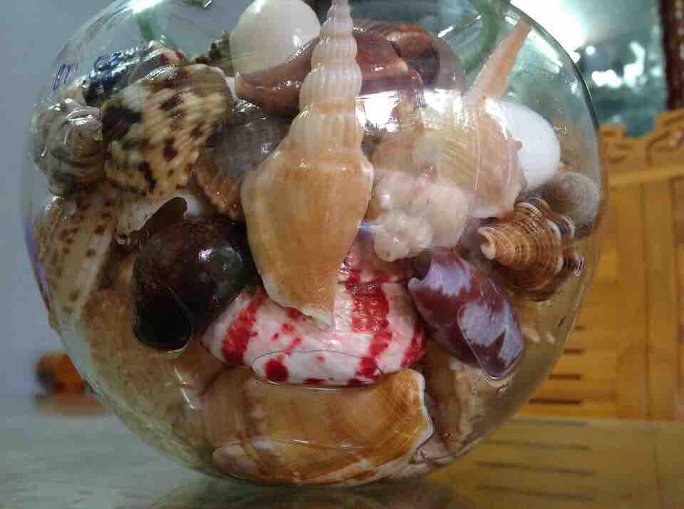 Vỏ ốc mix các loại