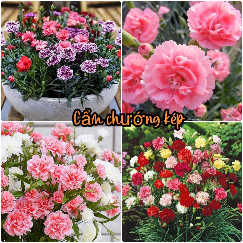 Hạt giống hoa cẩm chướng kép mix màu/Gói 30 hạt