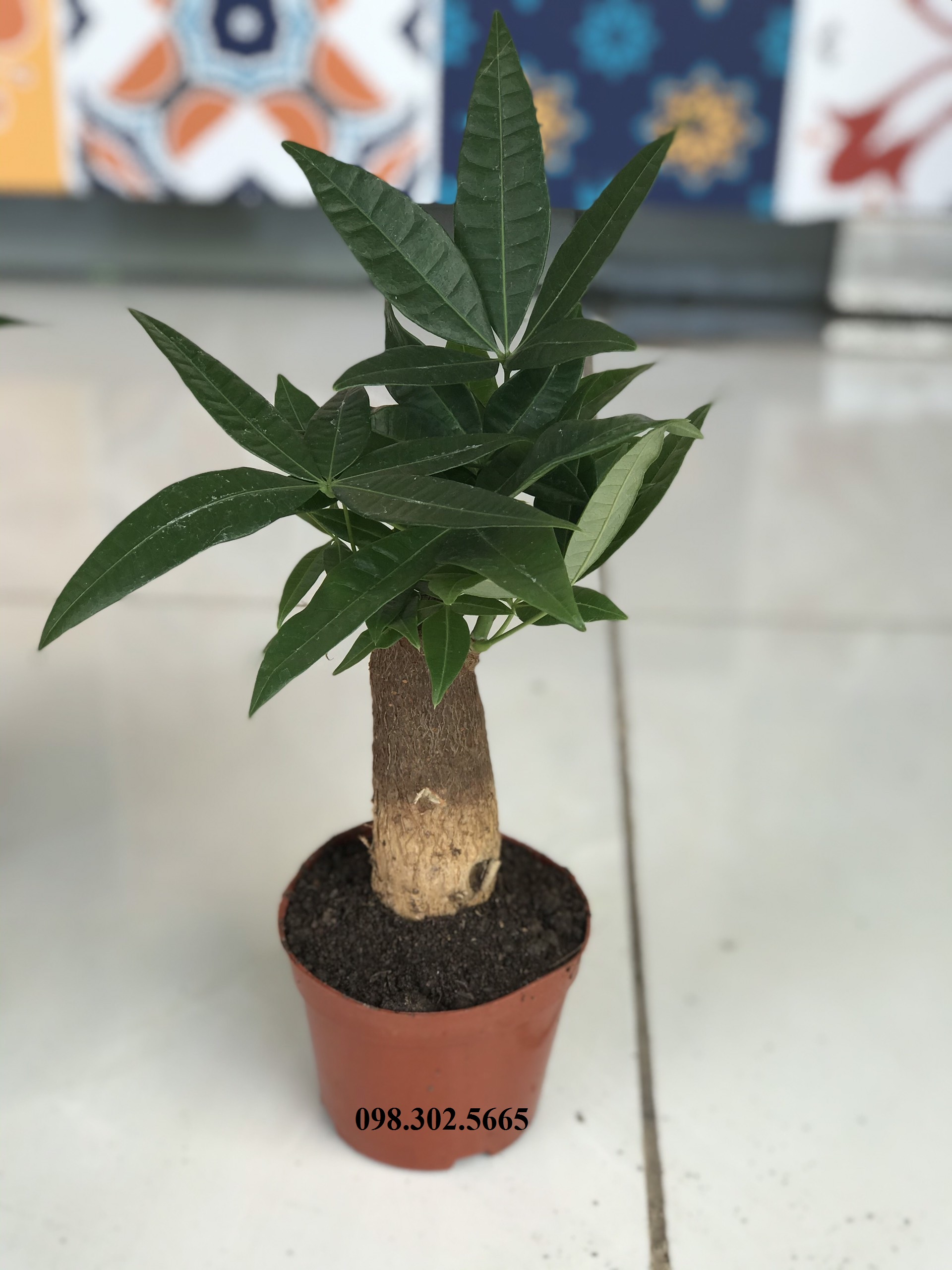 Cây kim ngân 1 thân để bàn