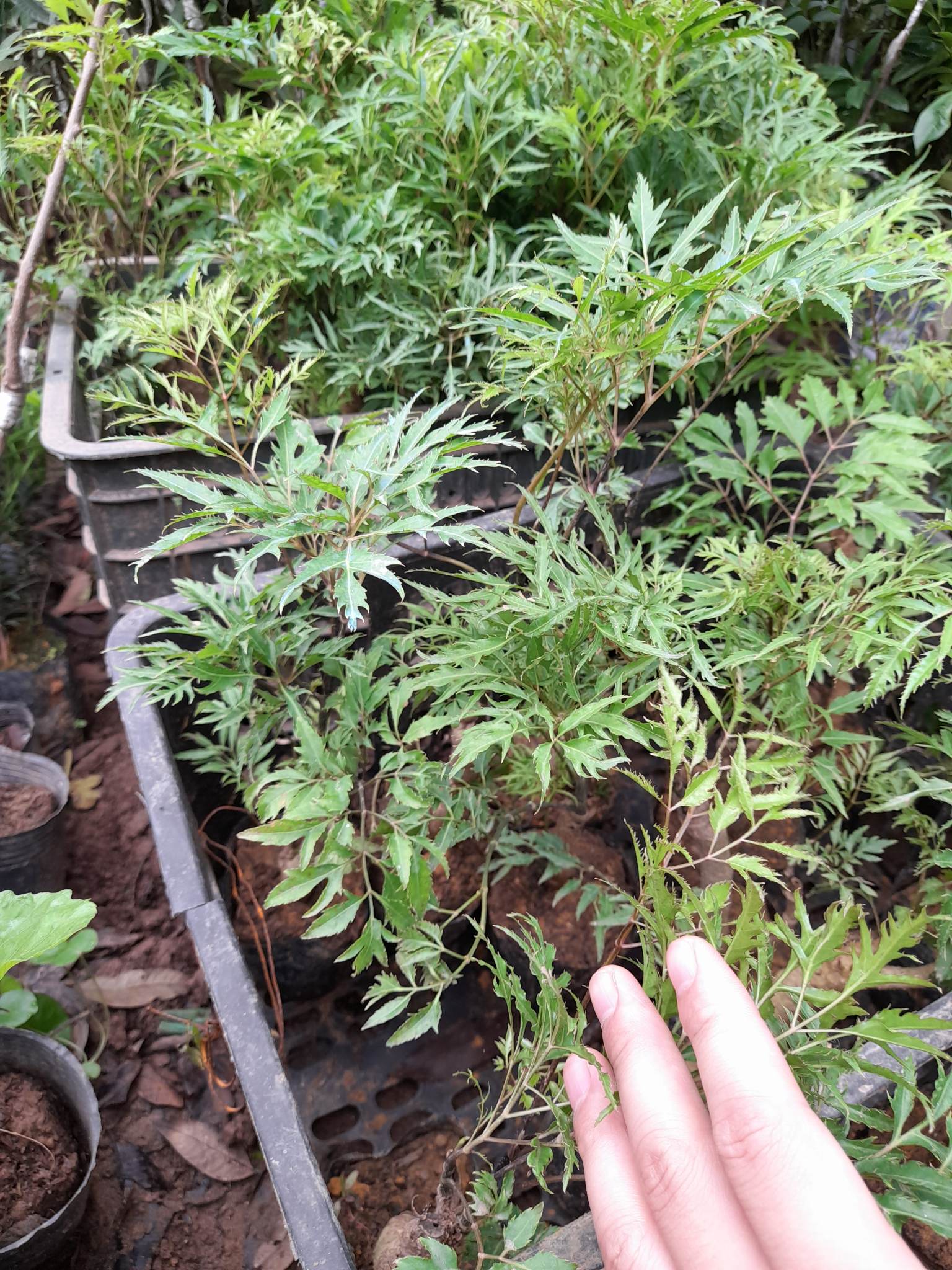 Cây Đinh Lăng Gốc To Khỏe+Tặng kèm phân bón