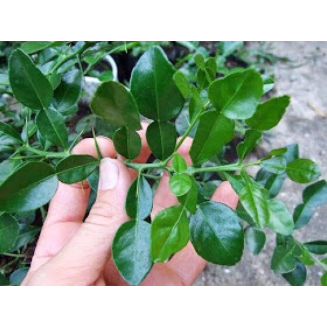 Cây chanh thái (cây trúc)