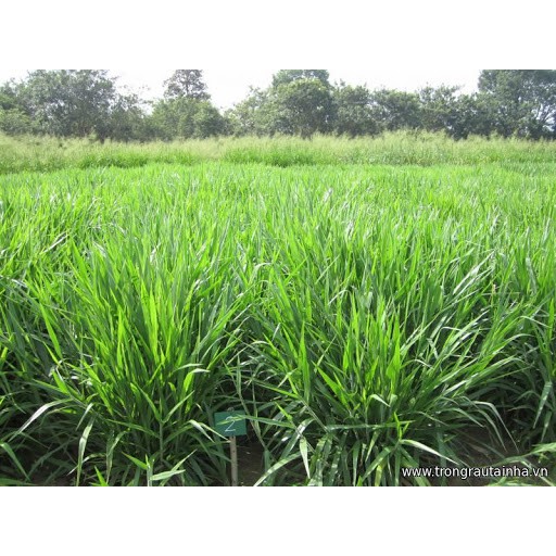 Gói 100gr hạt giống cỏ chịu ngập ubon paspalum