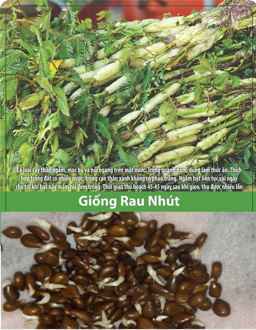 Hạt giống rau nhút ( rau nhút ) gói 50 hạt - VTNN2