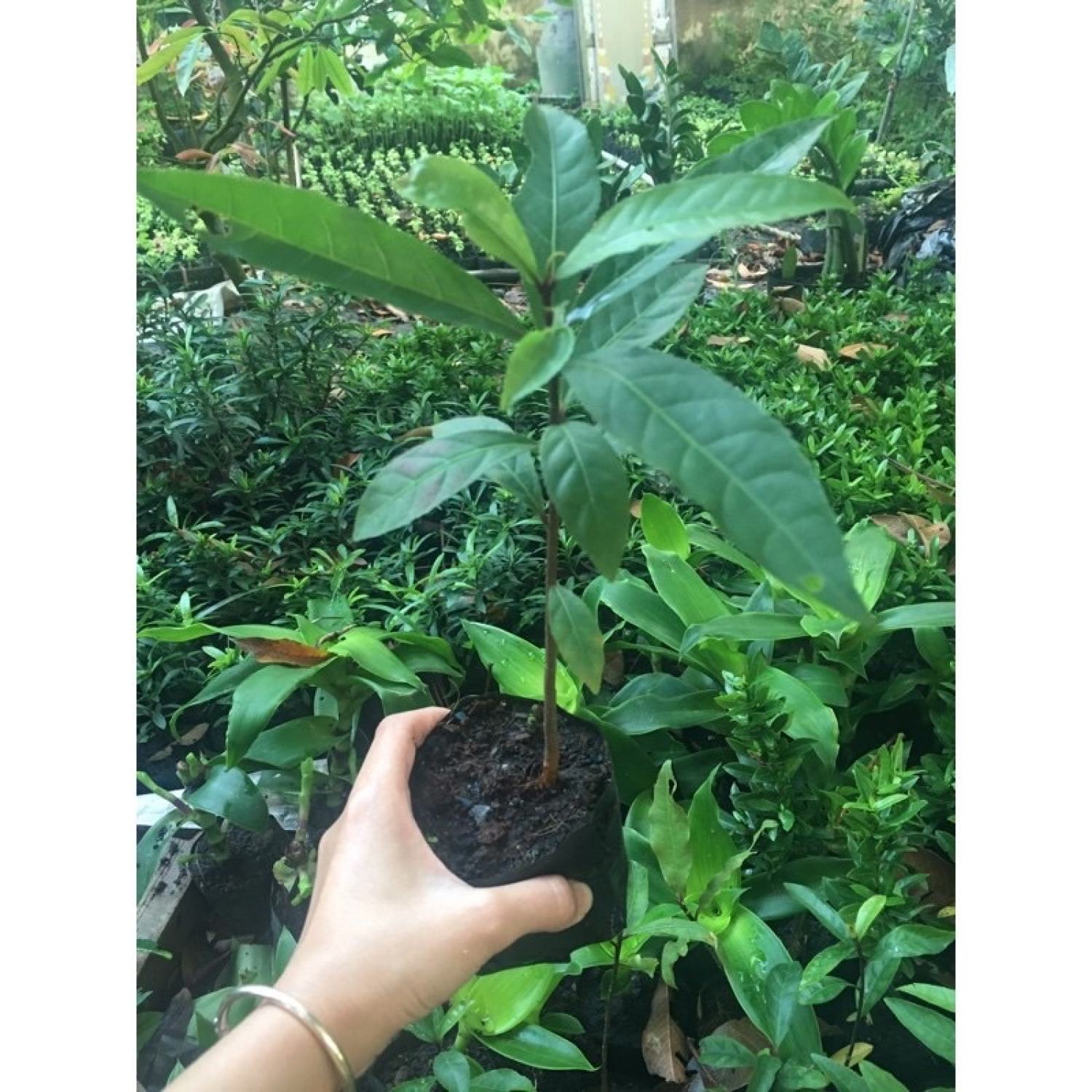 Cây giống lộc vừng