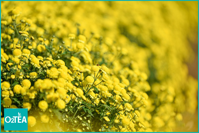 Trà Cúc Chi 100g Túi Zip - Trà O2 TEA (Chrysanthemum tea)