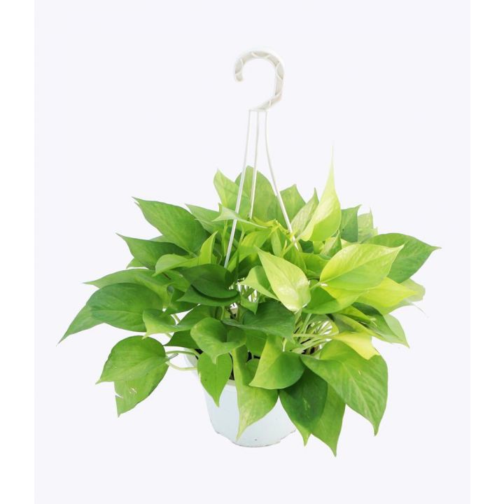 Cây trầu bà vàng - Cây cảnh để bàn