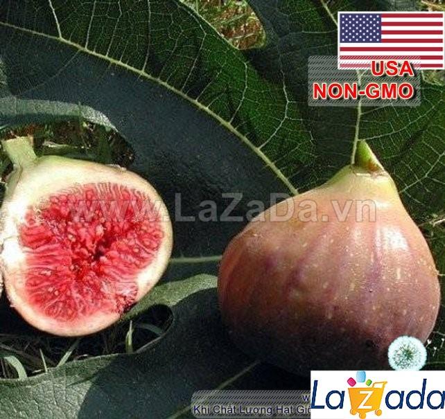 10h Hạt Giống Sung Mỹ USA (B3.304| A2*X34*M242)