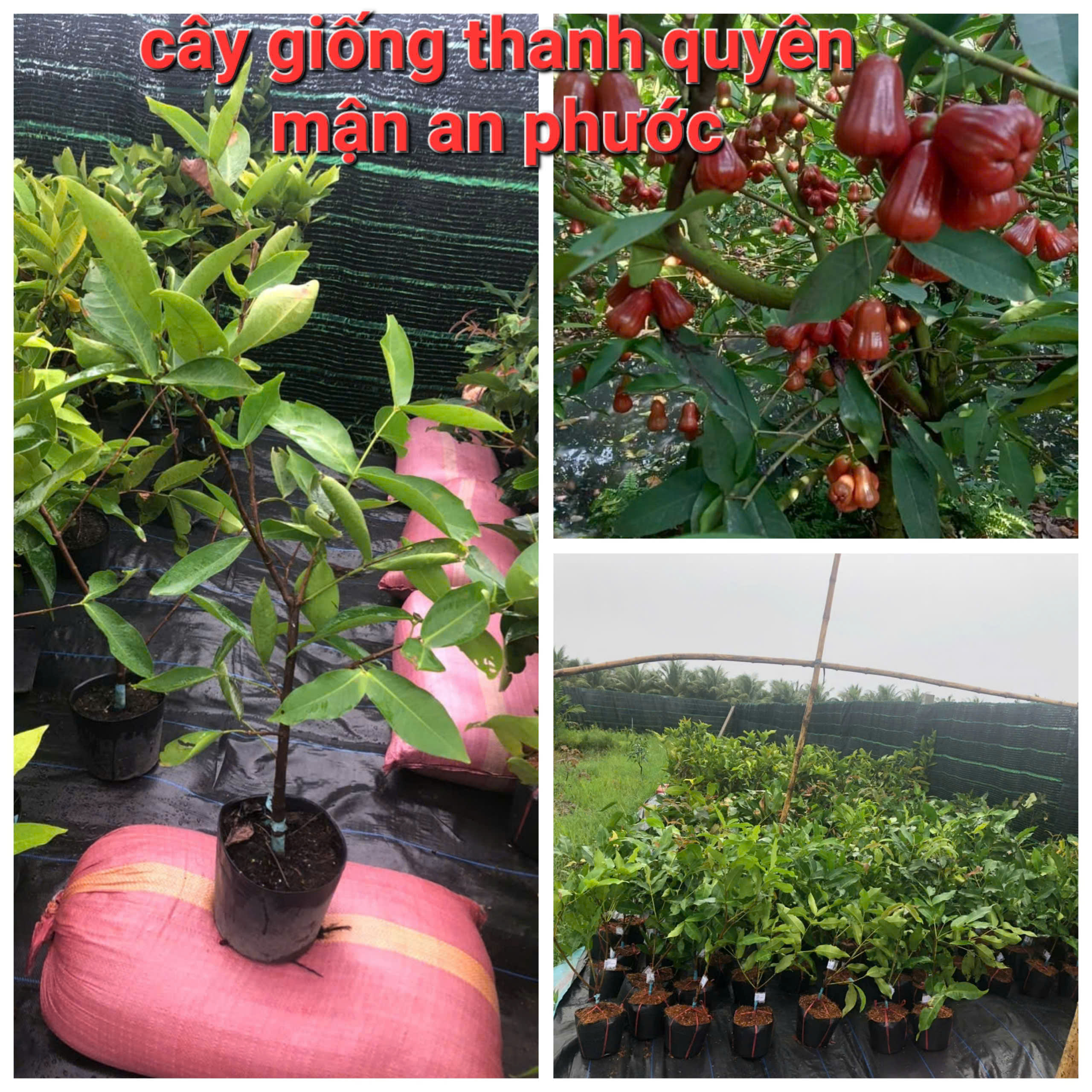 An Phuoc Plum Tree, Red Roi