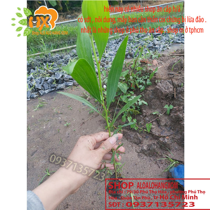 [HCM]combo 50 cây tràm lai cây giống