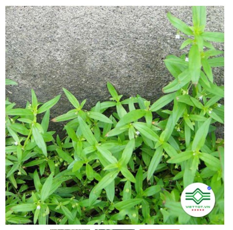 Bạch hoa xà thiệt thảo (gói 1kg) - DTX075
