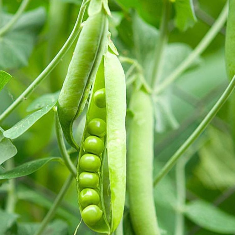 Hạt Giống Đậu Hà Lan (50gr)