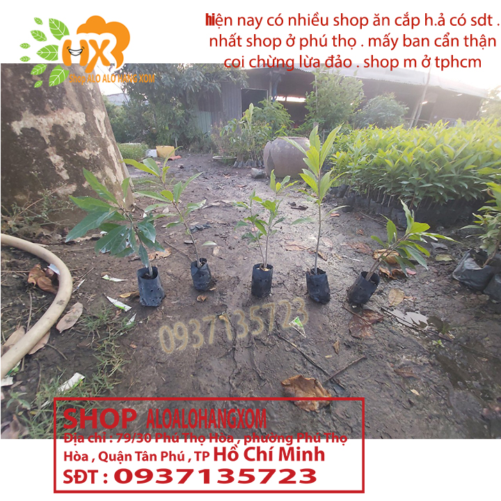 combo 5 cây lộc vừng màu đỏ --cây giống