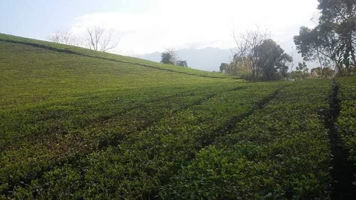 chè khô yên bái