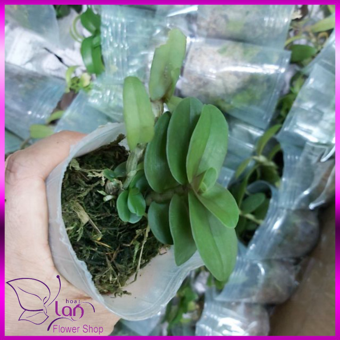 Phi điệp nù tam bố lá mít đồng xu