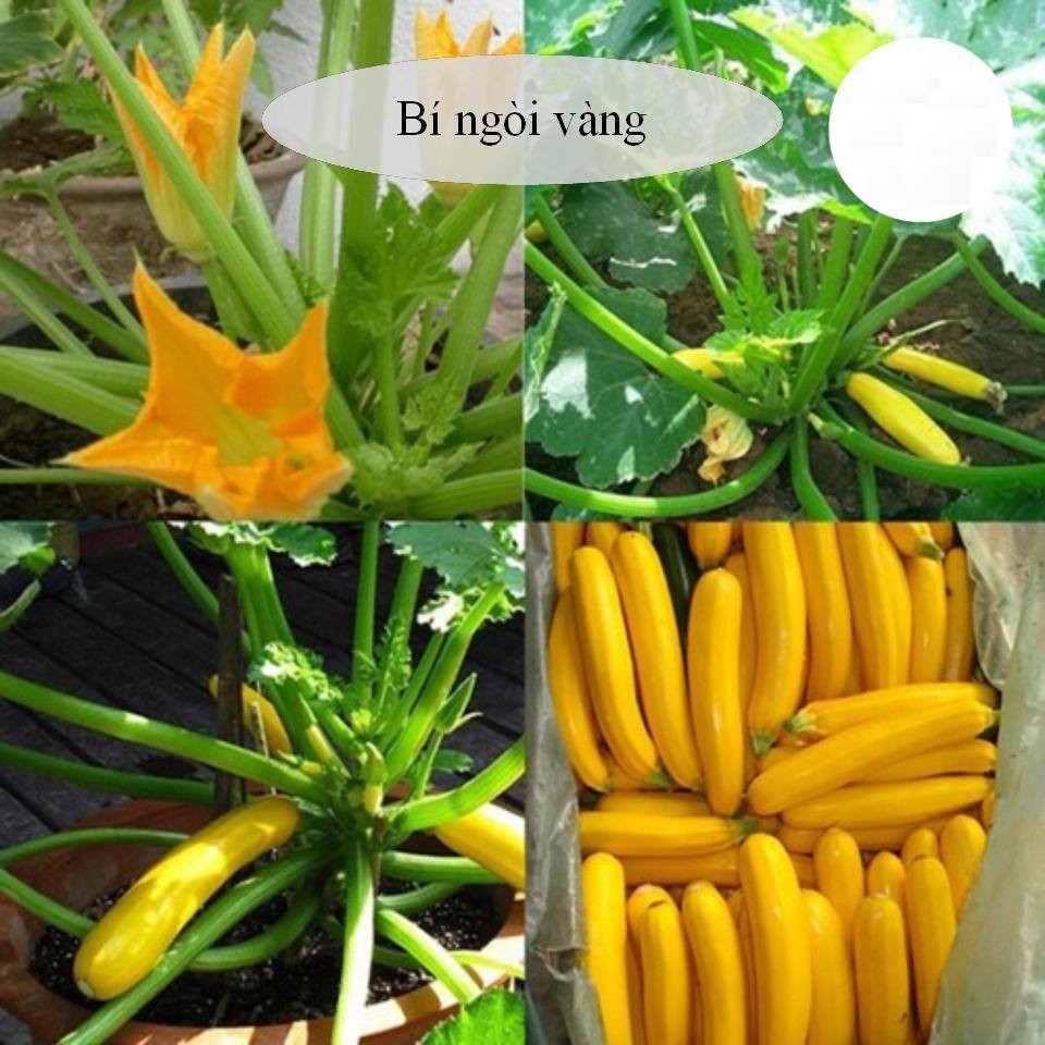 COMBO 5 gói hạt giống bí ngòi mix (TẶNG gói kích thích hạt nảy mầm)
