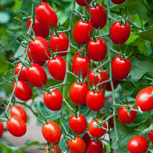 20H - Hạt giống cà chua Nova, cherry đỏ