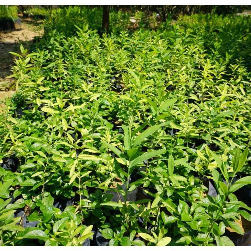 Cây giống đàn hương trắng ấn độ ( dòng F1)