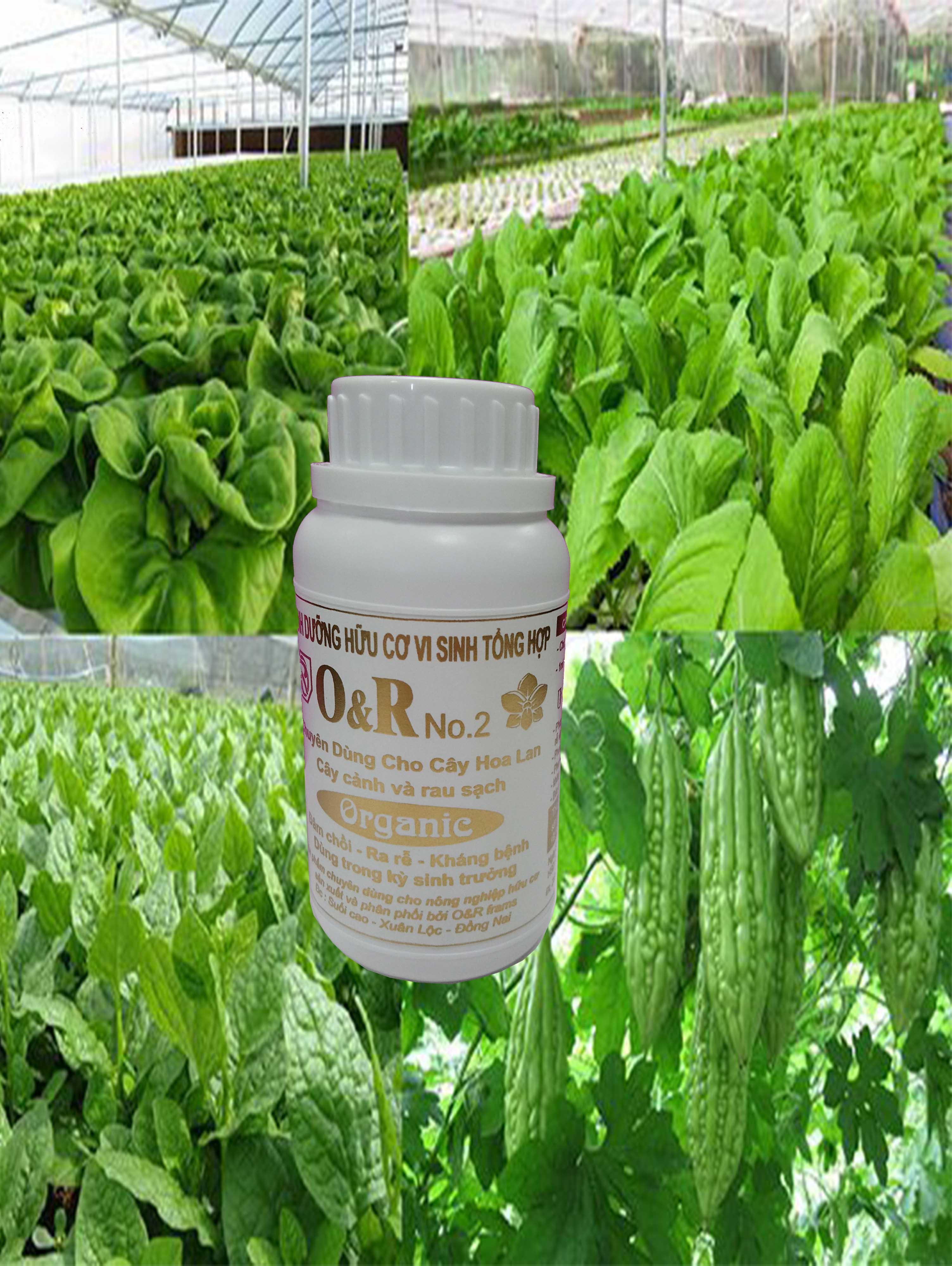 phân bón cho hoa hồng