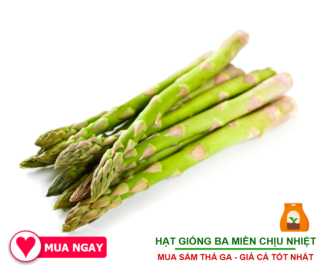 Hạt Giống Măng Tây Cao Sản Năng Suất Cao 2Gram