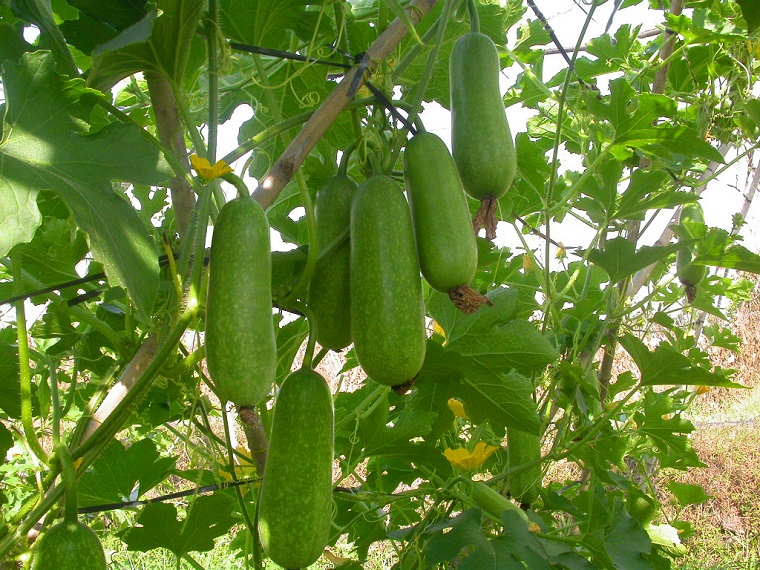 10 Hạt Giống Bí Đao Chanh F1