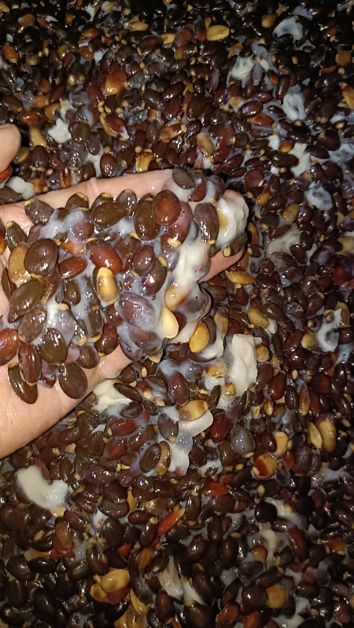 100gram hạt giống mãng cầu xiêm