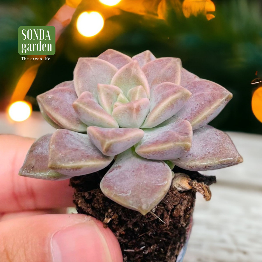 SEN ĐÁ ĐÁ TÍM SIZE MINI LỖI 1 ĐỔI 1