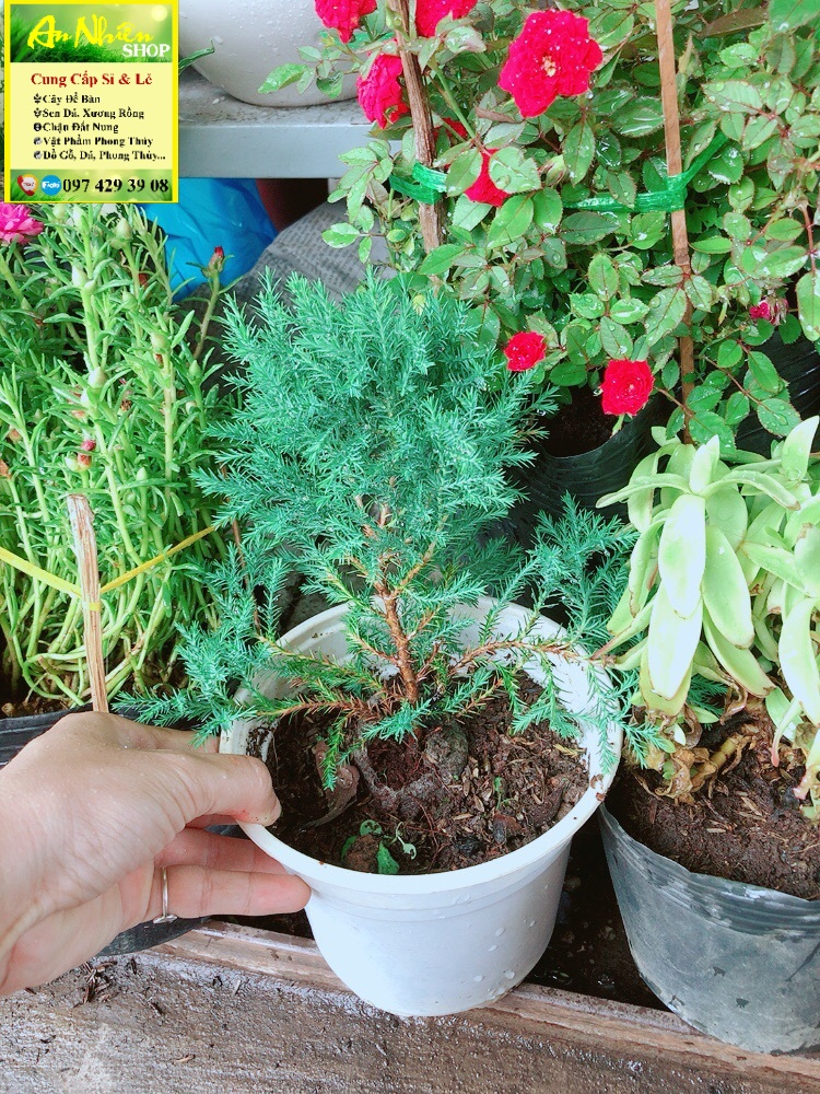 Chậu tùng bồng lai