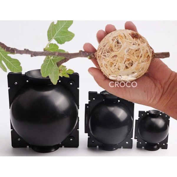 Bầu chiết cành size M 8cm