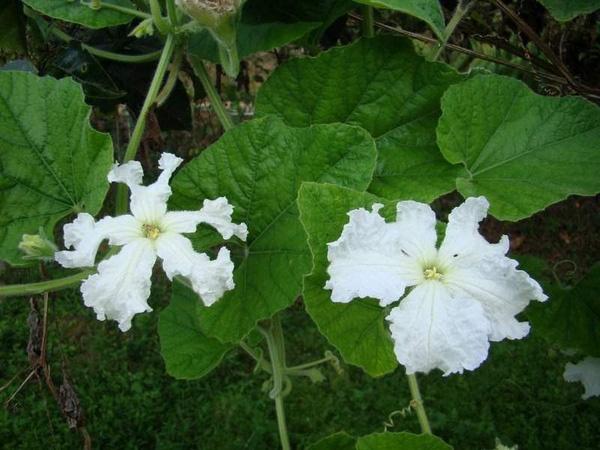 Gói 1g hạt giống bầu hồ lô