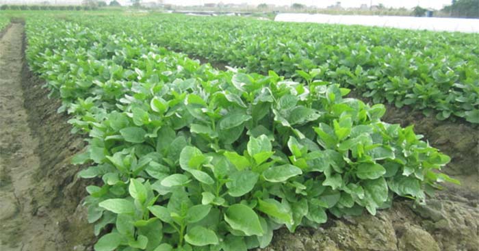 Siêu Bật Chồi - Mập cọng - Lớn lá - Bung đọt (50g/gói)