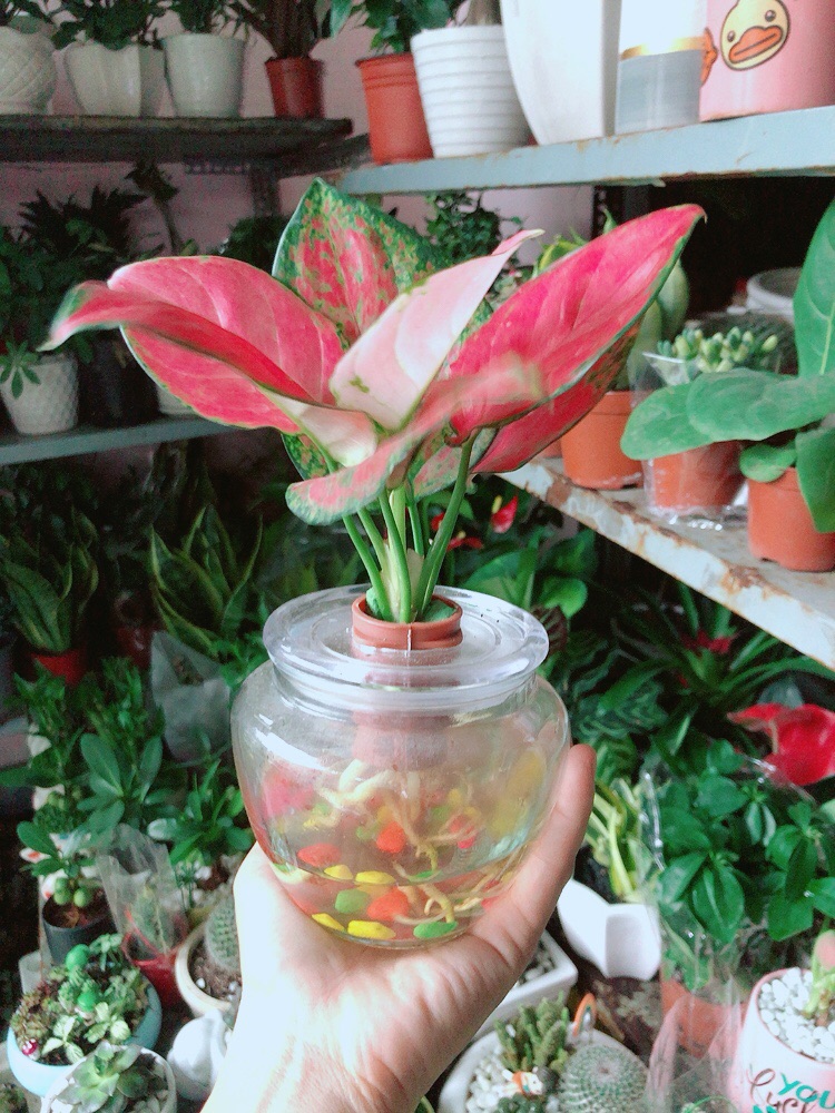 [HCM]Chậu Cây Vạn Lộc Thuỷ Sinh(kèm chậu thuỷ tinh)