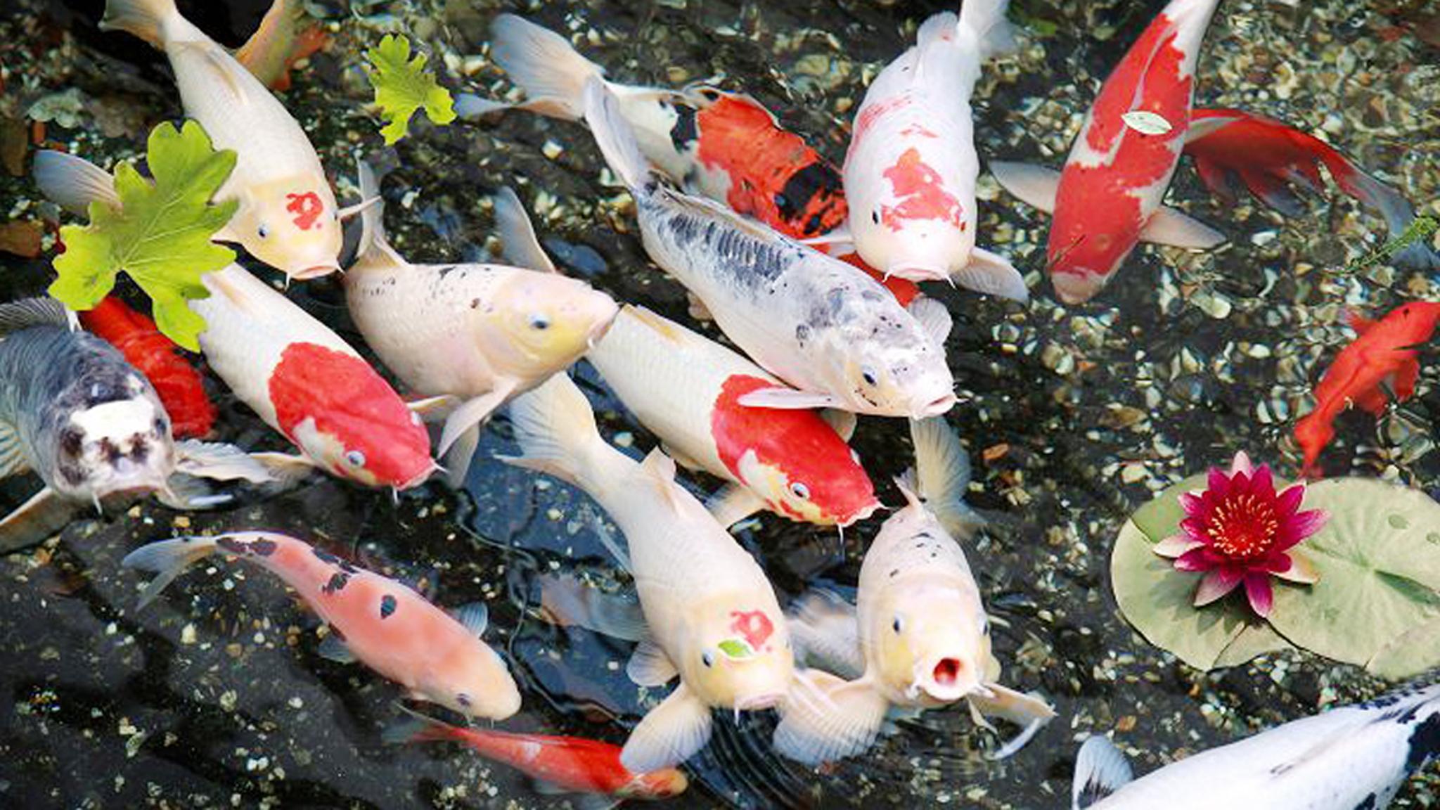 Men vi sinh cho hồ cá Compozyme
