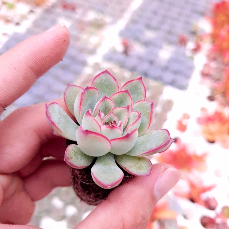 SEN ĐÁ VIỀN HỒNG SIZE MINI KHOẺ ĐẸP LỖI 1 ĐỔI 1